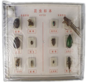 昆蟲(chóng)標(biāo)本